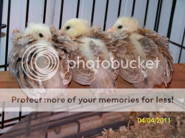 chicks013.jpg