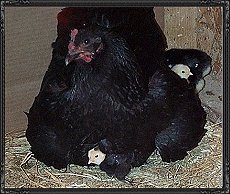 chicks2_fr.jpg