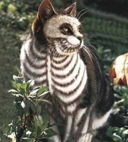 deadcat.jpg