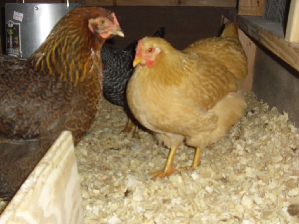 chickens027.jpg