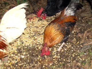Picture035.jpg