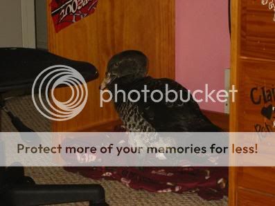 duckiiiie006.jpg