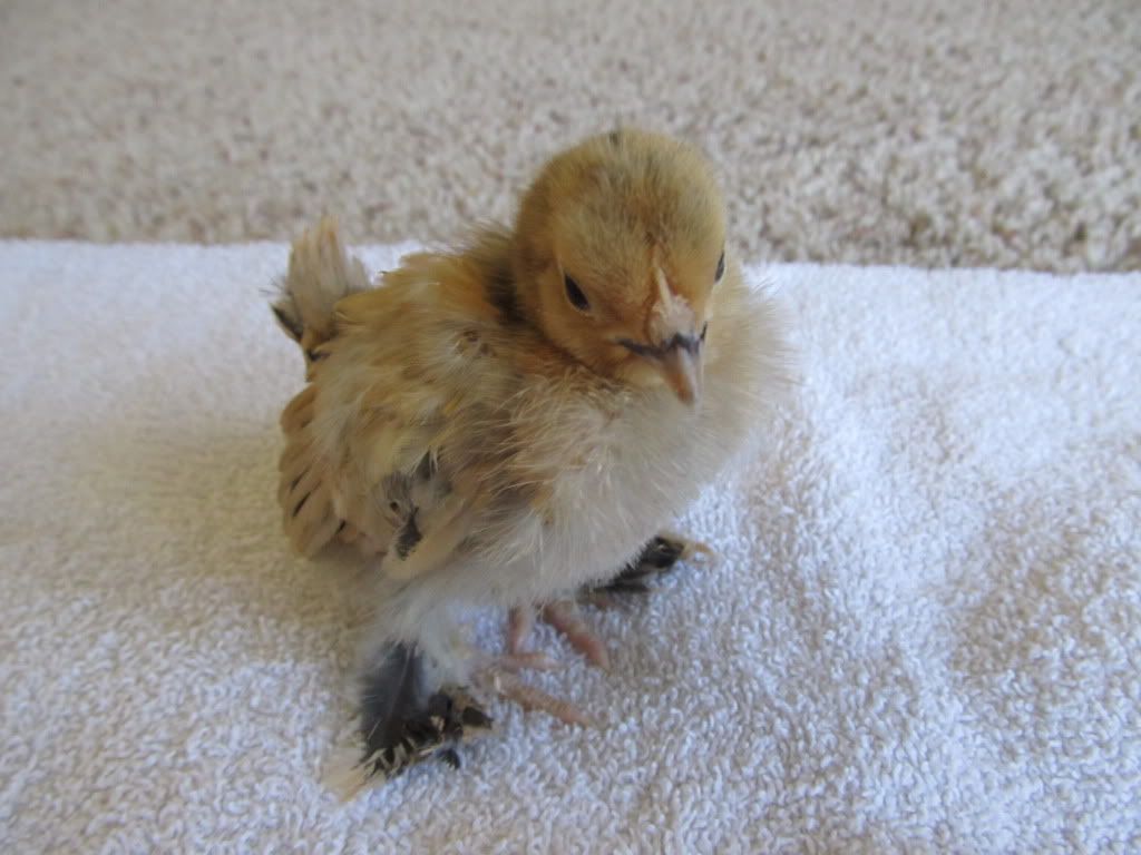 chick080.jpg