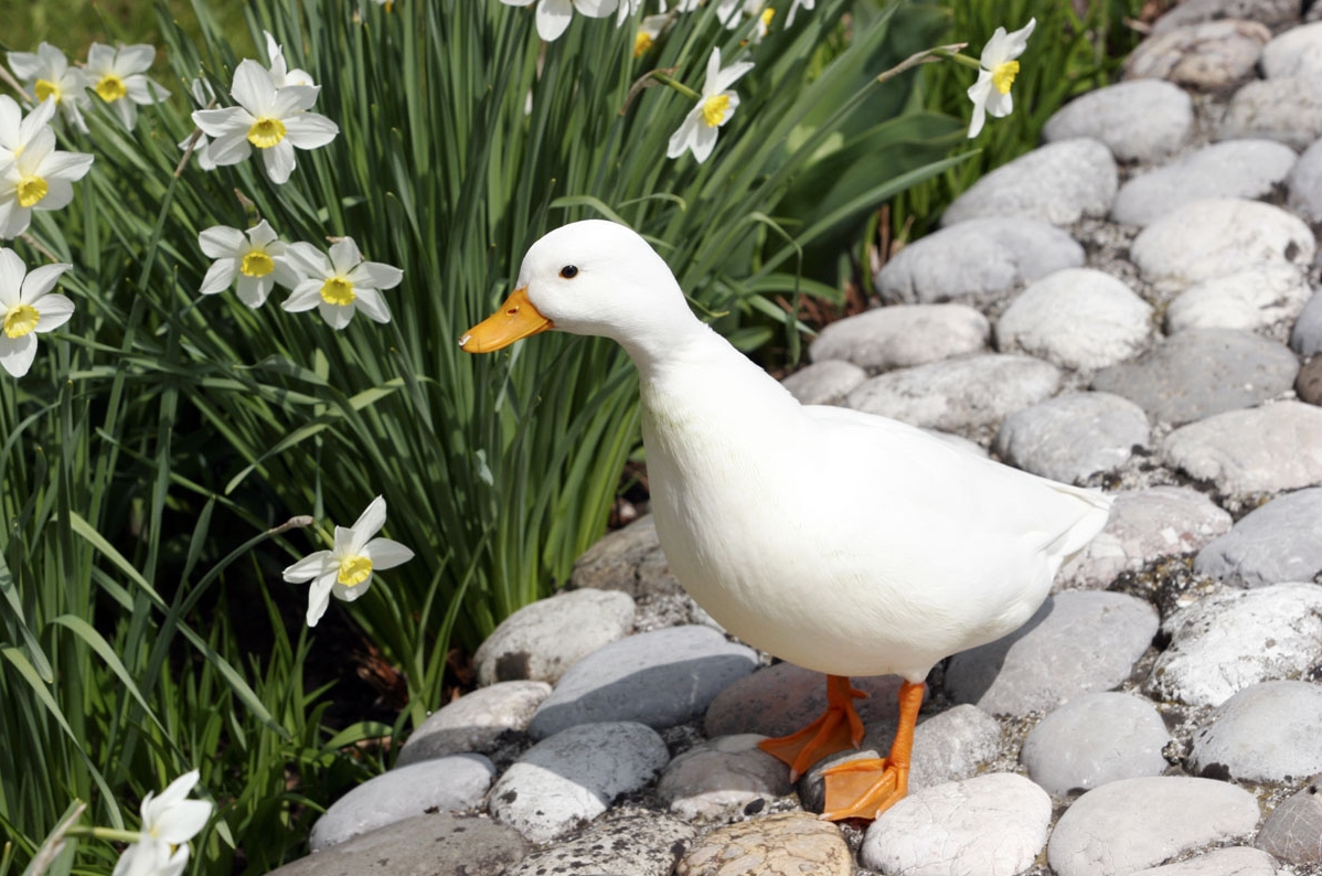 Adult_white_call_duck_drake.jpg