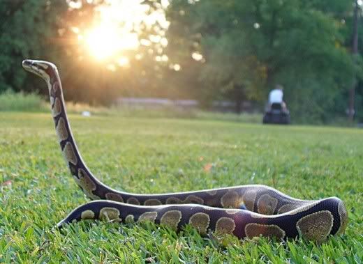 Pythonmothbird.jpg