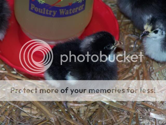 Black_Australorp_or_Barred_Rock.jpg