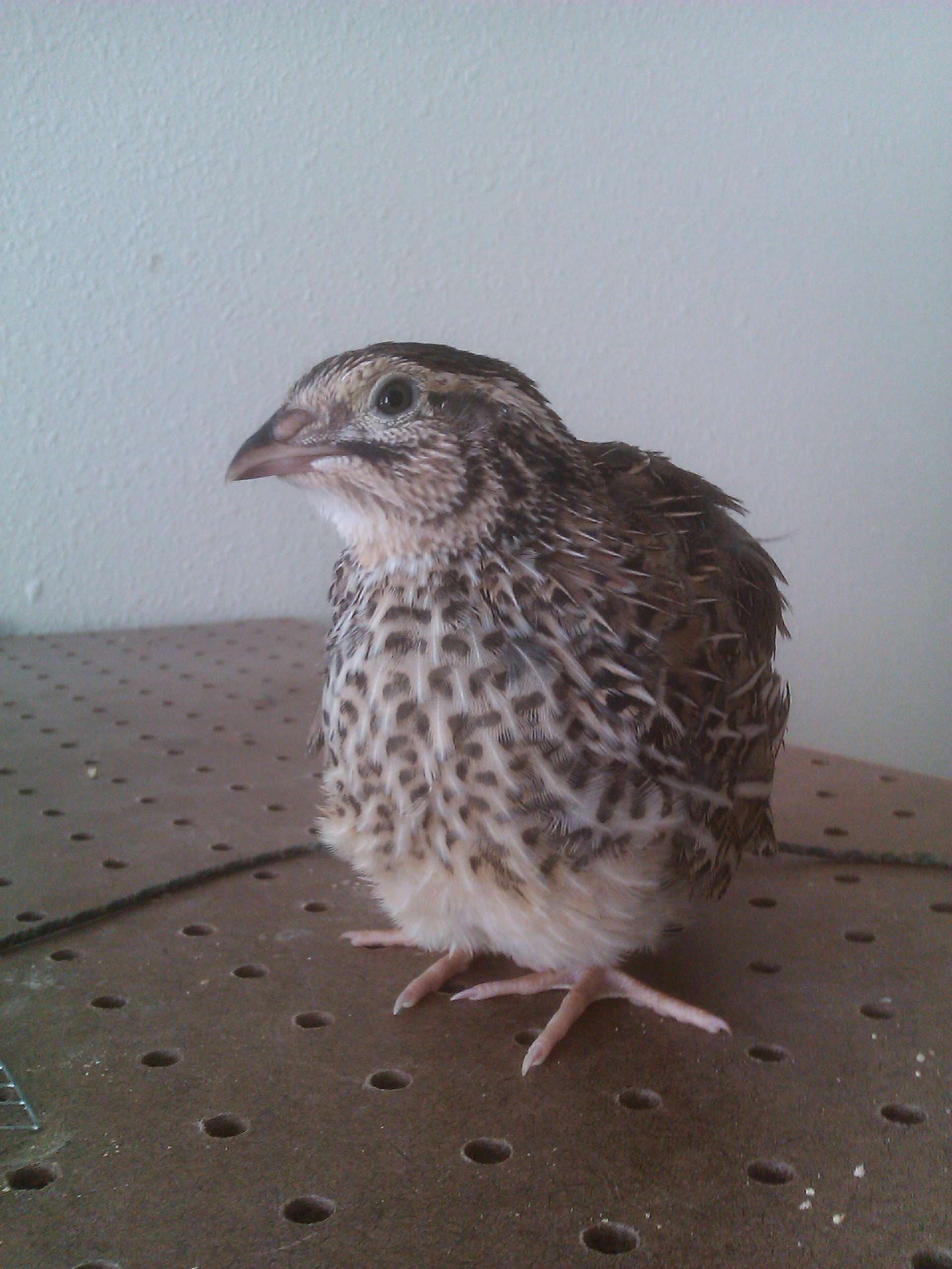 img20110405085936.jpg