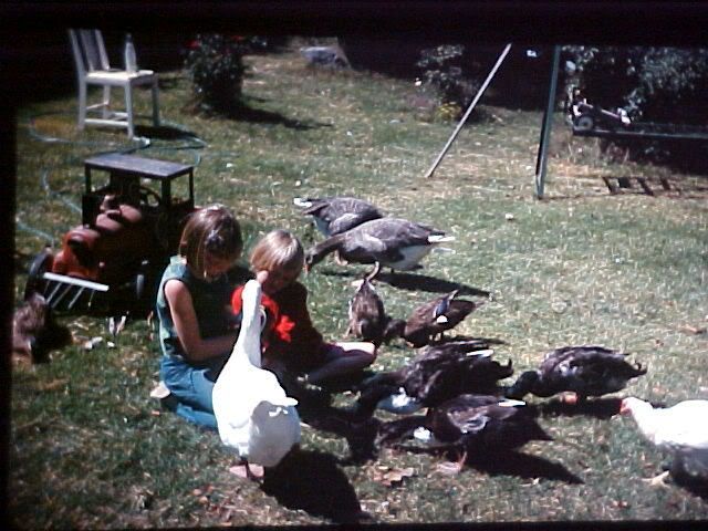 BooLuiGeeseDucks.jpg