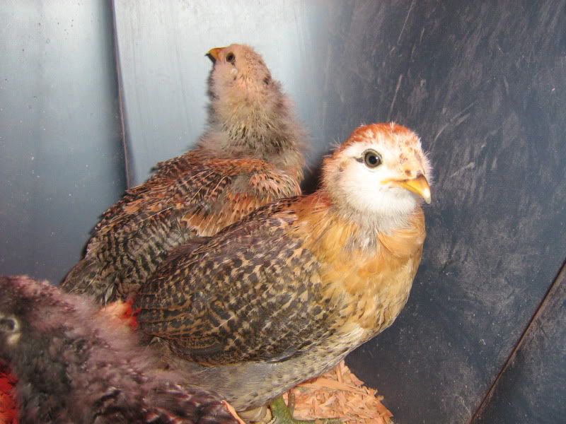 SFandChicks072.jpg