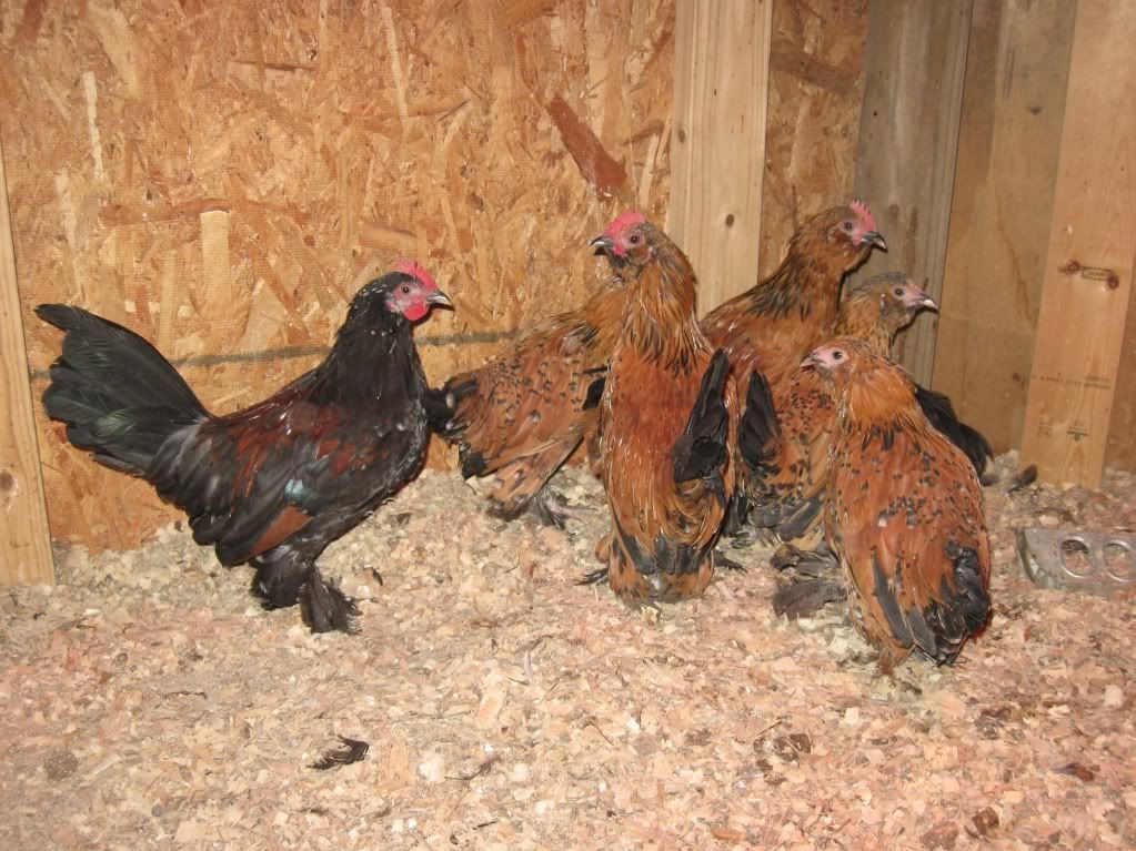 chickensdec09012.jpg