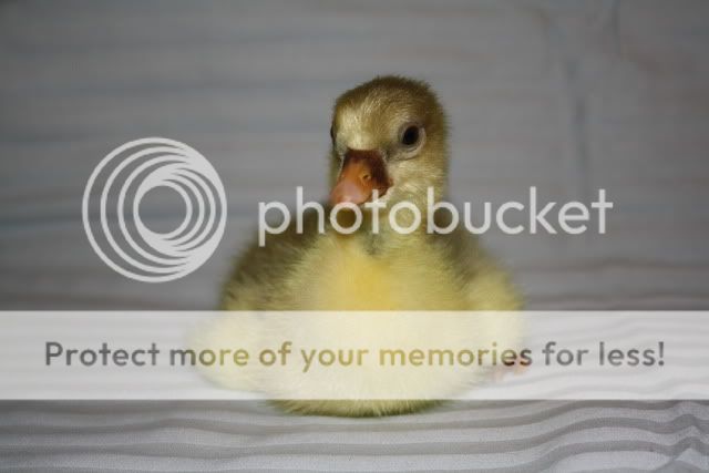 Goslings2005.jpg
