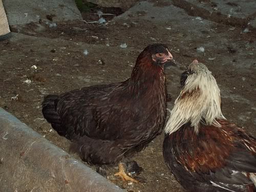 cochins5.jpg