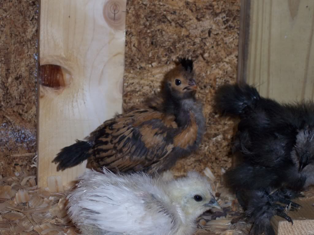 chicksmarch2008004.jpg