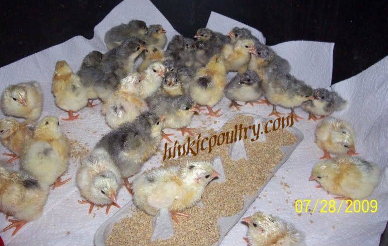 lavmottledorpchicks006.jpg
