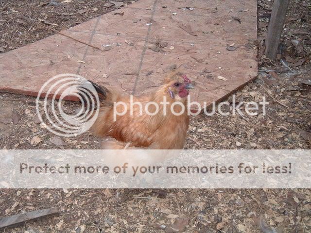 SilkiesOthers053.jpg