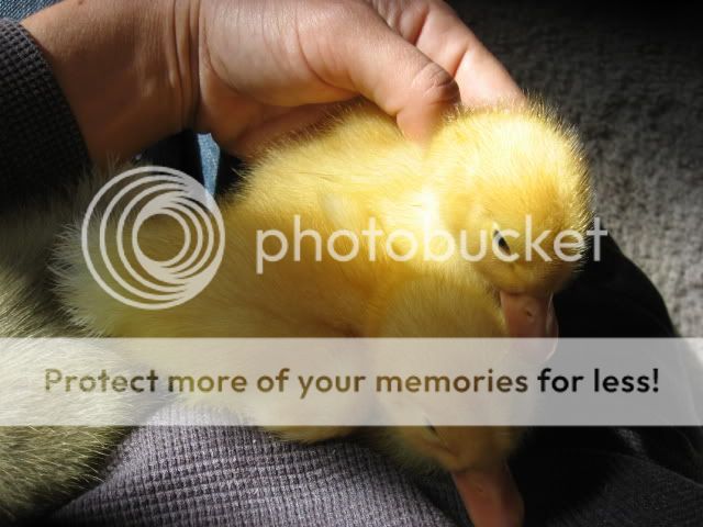 snuggleducks024.jpg