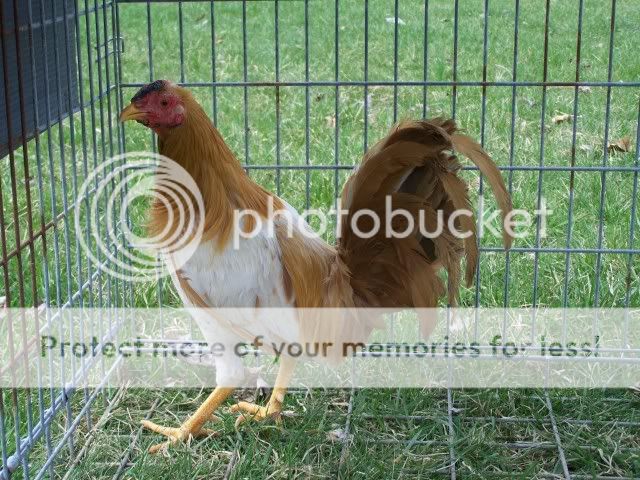 chicken022.jpg