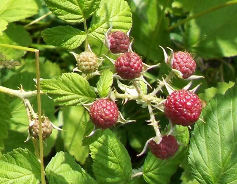 berries.jpg