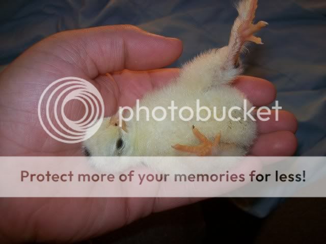 chick002.jpg
