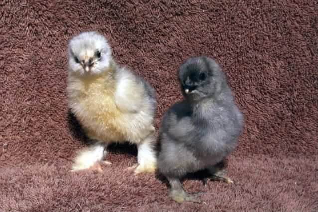 SplashandBlueChick3daysold.jpg