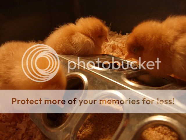 DSCN1240.jpg