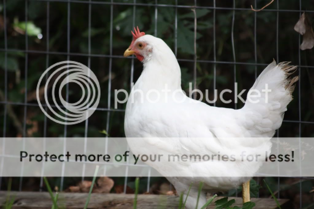chicken2033.jpg