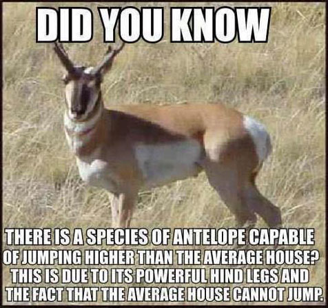 antelopefact.jpg