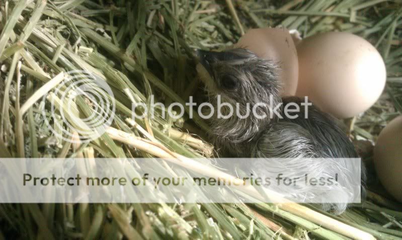 chick.jpg