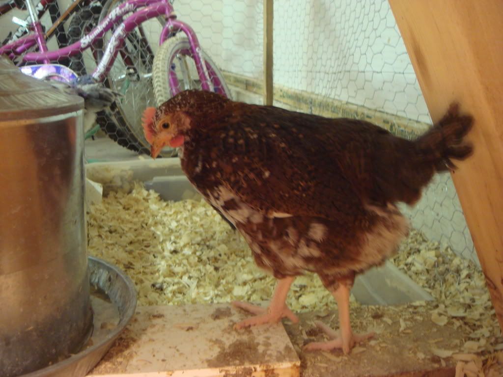 Chicks74and2wks38-1.jpg
