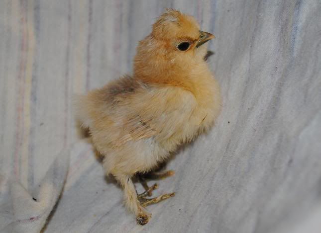 silkietombuff.jpg
