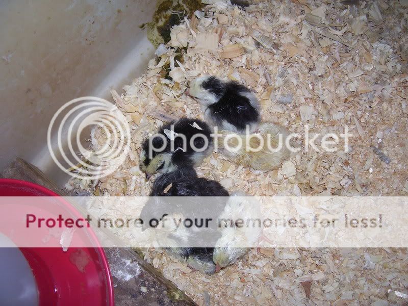 chicks1-8-09008.jpg