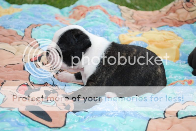 zoopicsandpuppypics537.jpg