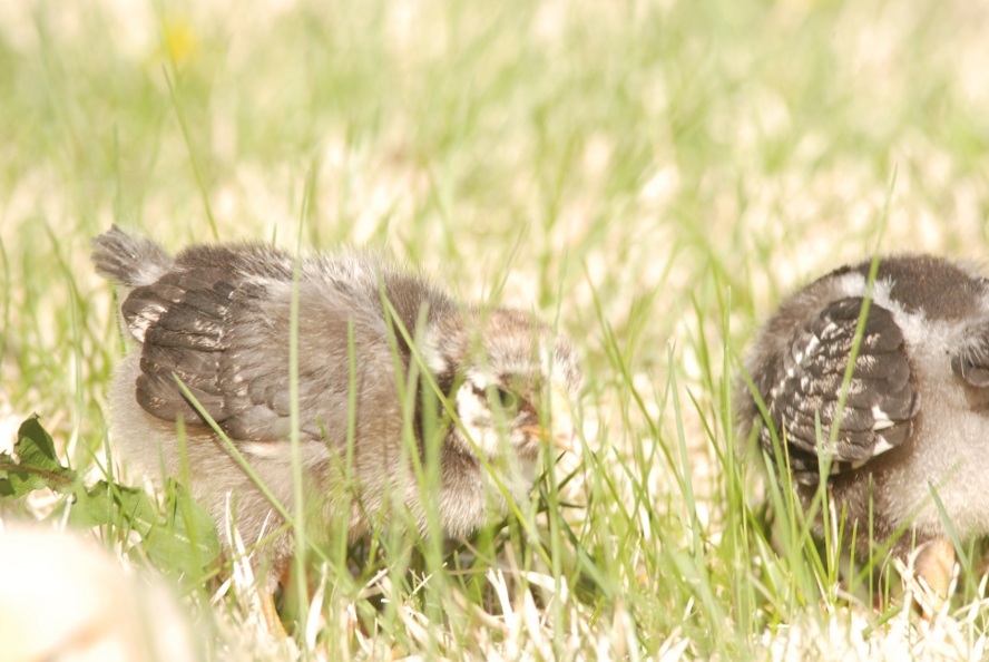 inthegrass.JPG