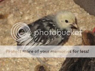 chickens035-1.jpg