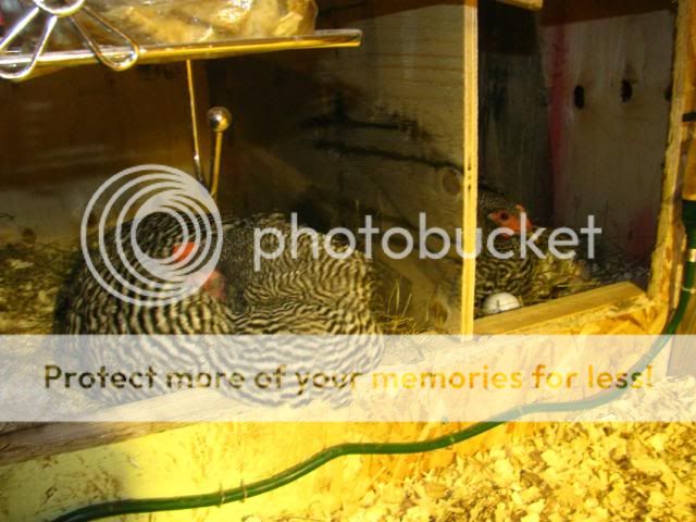 IMG_0729.jpg