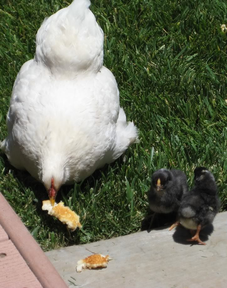 DOMChicksIMG_0119.jpg