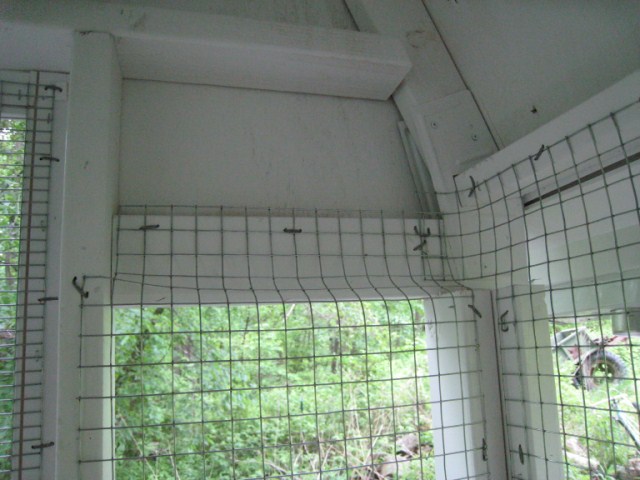 chickens%20013%20%5B640x480%5D.JPG