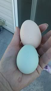 blueegg.jpg
