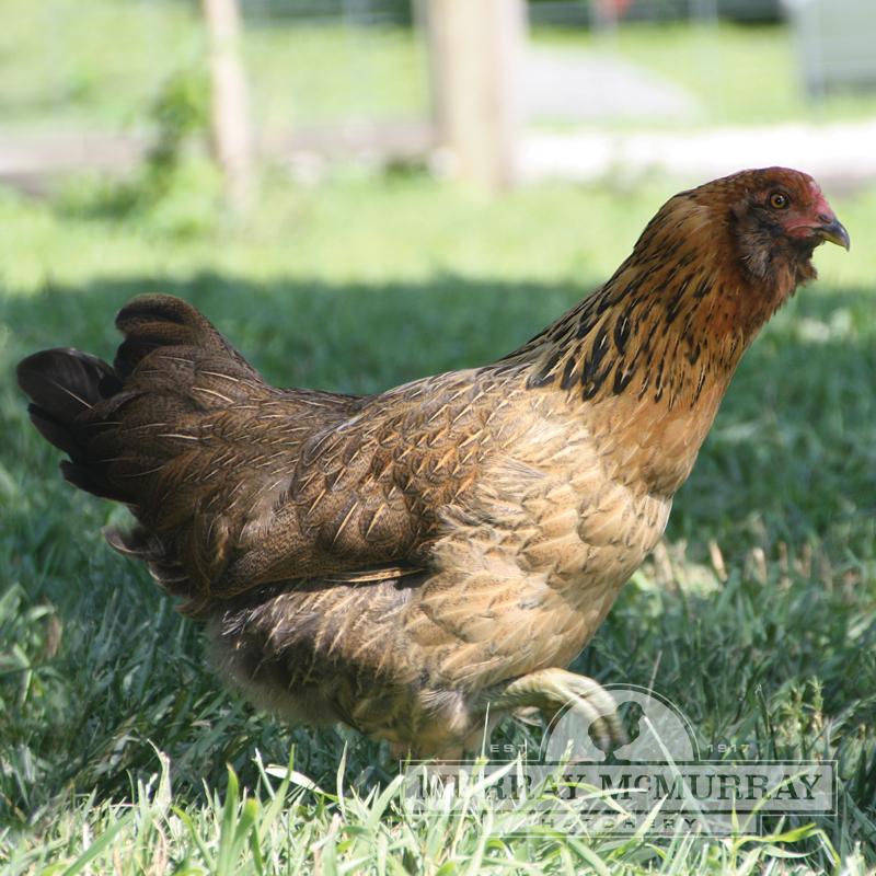 Murray McMurray Hatchery - Ameraucanas