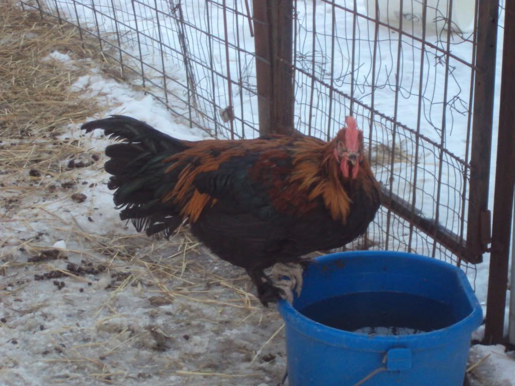 ChickPicks136.jpg
