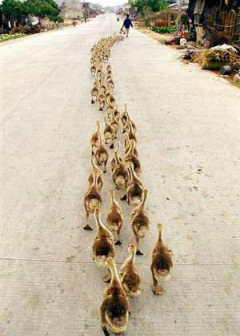ducks_follow.jpg