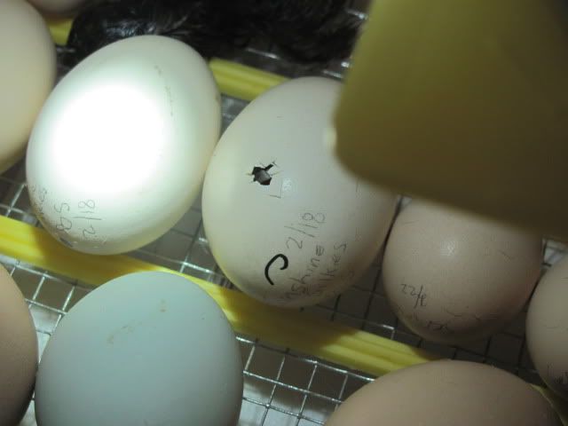 chickens251.jpg