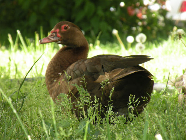 DSCN3086.JPG