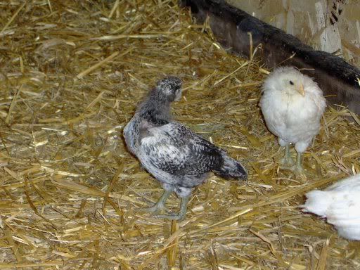 chicks4weeksold005.jpg