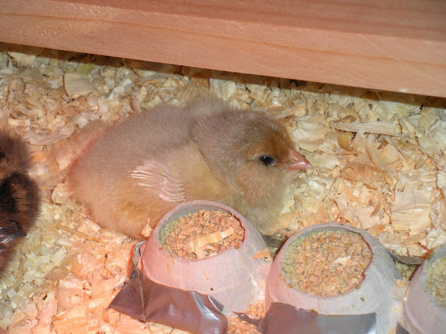 dscn0247.jpg