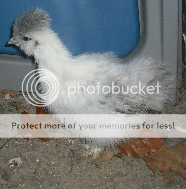 weirdchick2frompieggs.jpg