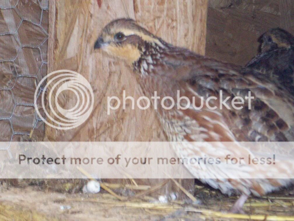 Chickens024.jpg