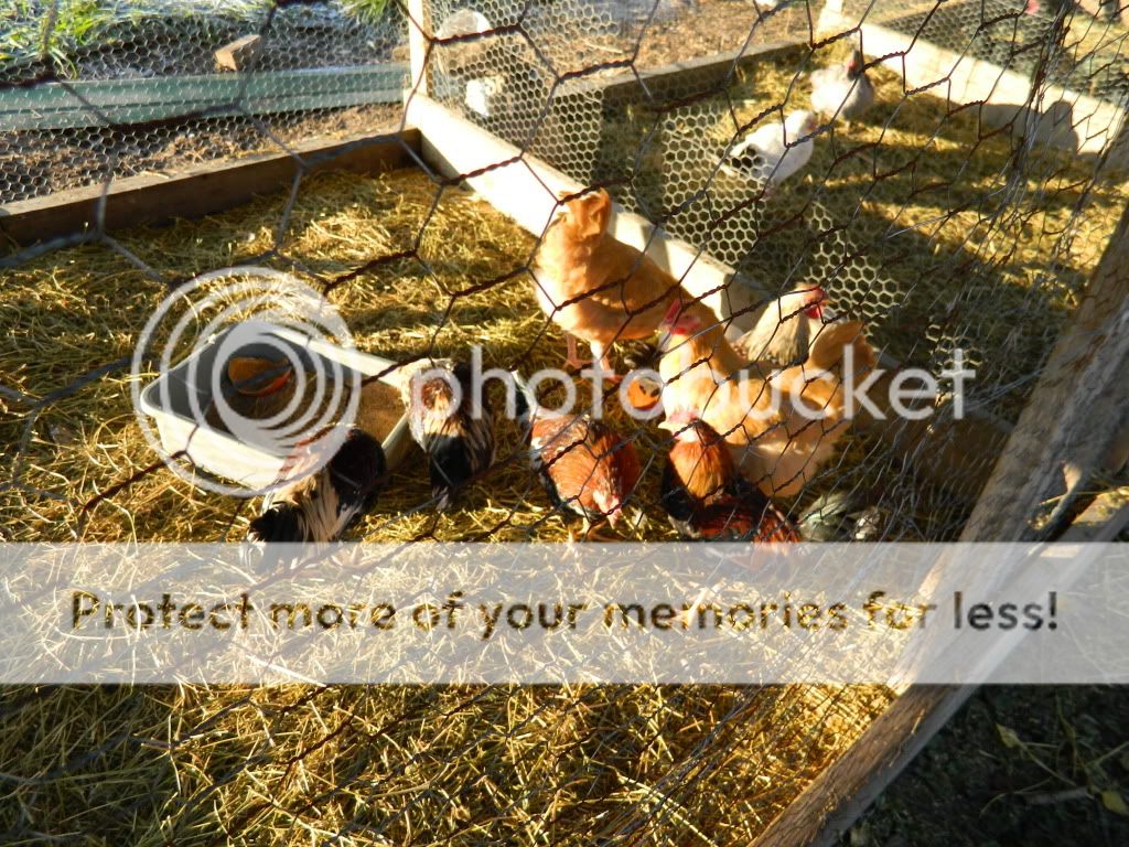 chickens584.jpg