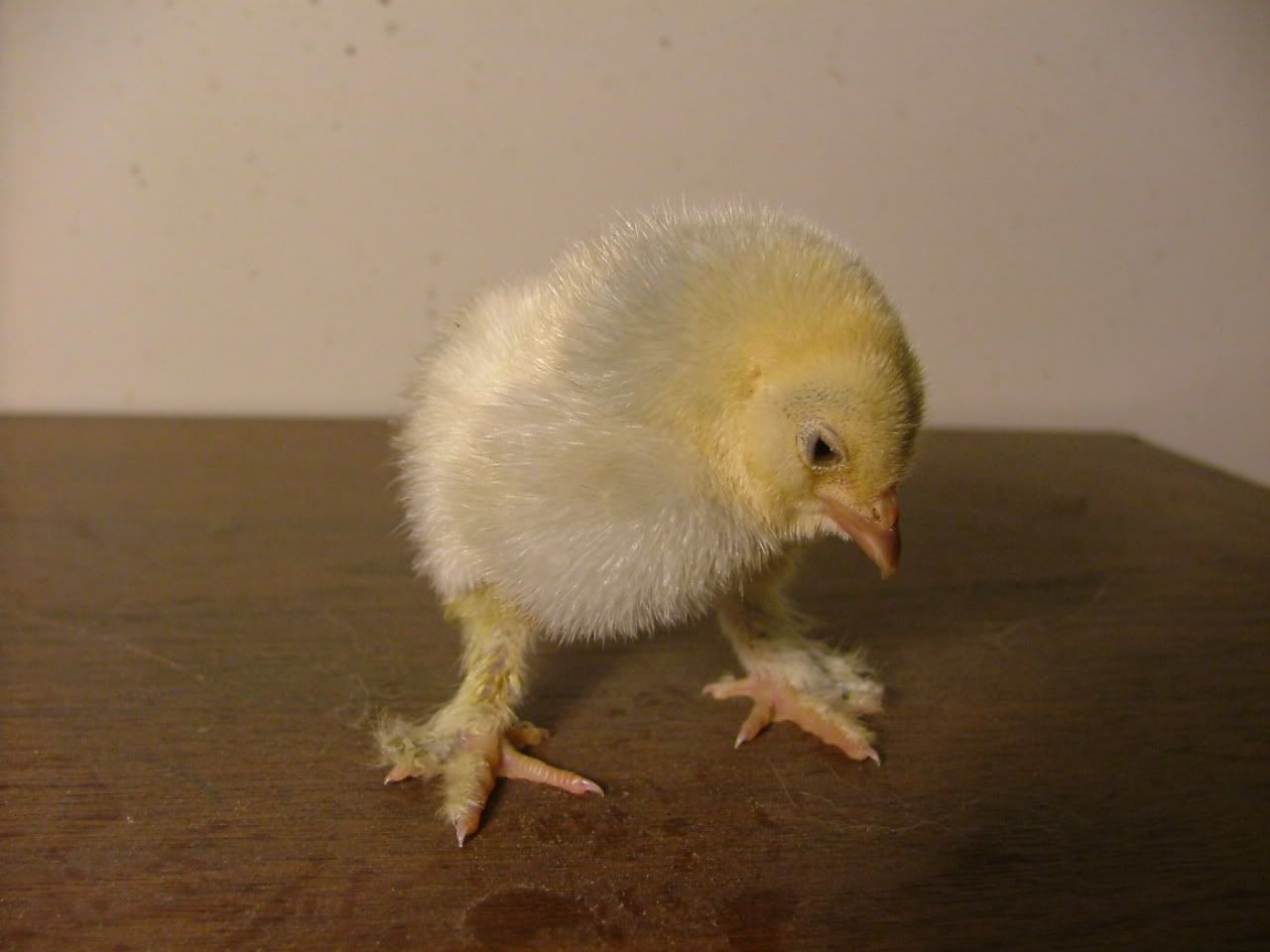 DSCF4367.jpg