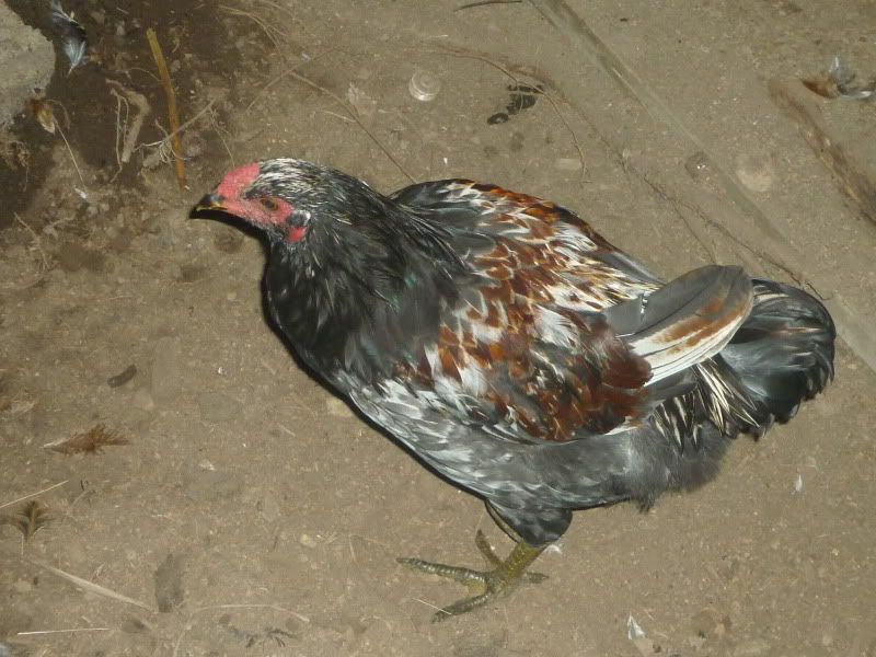 P1030114.jpg